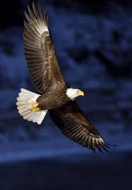 Isolated eagle eagle flight bald eagle white background flying eagle white background bald eagle, sky, flying eagle image eagle isolated flying birds isolated bird isolated flying eagle flying. On Eagles Wings Lakewood S Christmas Bird Count Soars Aerial View Eagles Bald Eagle Animals