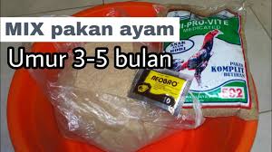 Mix Pakan Ayam Usia 3 5 Bulan Youtube