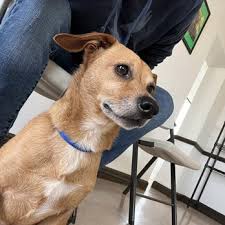 TOP 10 BEST Pet Dental Extraction in Salisbury, NC