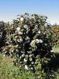 Camellia Japonica White By The Gate Use As Hedge Japonica White Camellia Shrubs