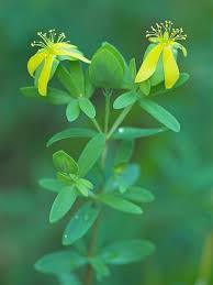 Image result for Triaspis hypericoides