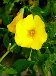 Image result for Reinwardtia indica