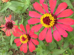 Tidak seperti tanaman lain, mereka dapat tumbuh subur di tanah yang sebagian kering dan jarang mengalami kerosakan haba. Gambar Bunga Matahari Liar Gambar Bunga