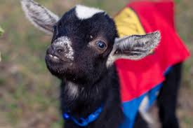 Baby Goats Dress Up For Halloween Moderately High Maintenance