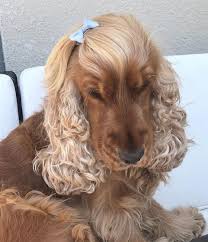 Party Hairstyles For Long Hair Night Simple In 2020 Spaniel Puppies Cocker Spaniel Puppies Cocker Spaniel