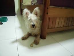 We did not find results for: Owning A Westie My Experiences With Sean And Cloudy Pethelpful