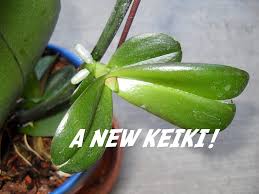 Image result for orchid cuttings