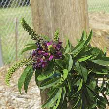Evergreen Wisteria Except It S Not Evergreen Wisteria Beautiful Flowers
