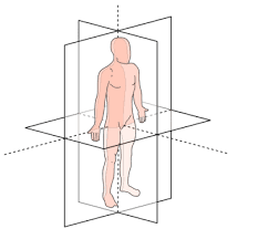 Blank coordinate planes in 4 quadrant and 1 quadrant versions in printable pdf form. Anatomical Planes Of Body What Are They Types Position In Body