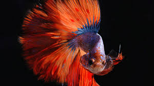 Fighter fish aren't nice, they are vicious (very territorial). Living Feng Shui The Pretty Betta Or Siamese Fighting Fish As A Desktop Pet Pethelpful By Fellow Animal Lovers And Experts