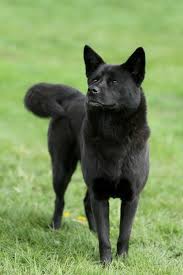A translator by trade i hunt breed and show the nihon ken. Everything About Your Kai Ken Luv My Dogs