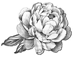 Bestellen sie ihre hibiskus tattoo online für nur 0.99€. 41 Tattoo Vorlagen Zeichnungen Und Skizzen Kostenlos Zum Ausdrucken