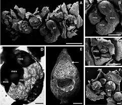 Image result for Salviniaceae