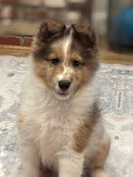 This is a recent text from a new Squires Shelties family member updating us 