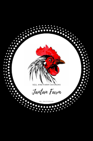Gambar macan putih marah mp3 & mp4. 42 Ide Rooster Terbaik Ayam Desain Ilustrasi Burung