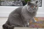 Available British Shorthair Kittens For Sale & Cats For ...