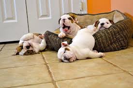 You may have heard that dogs are expensive. Buy Sell Bulldog Puppies Online Adopt A Bulldog In India