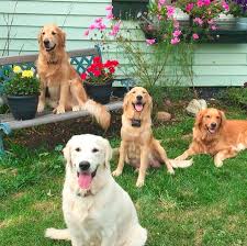 We've been breeding quality golden retrievers for over 26 years. Links Family Raised Goldens