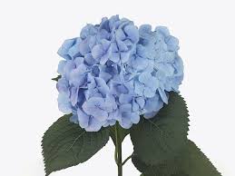 Image result for Motandra paniculata