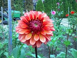 Listen to the audio pronunciation in the cambridge english dictionary. Dahlia Snickerdoodle Google Search Dahlia Plants Garden