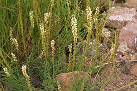 Image result for Hebenstretia