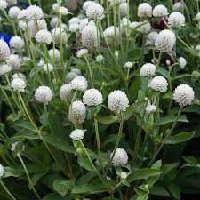 Gomphrena Globosa Ping Pong White White Flower Farm Globe Amaranth White Flowers