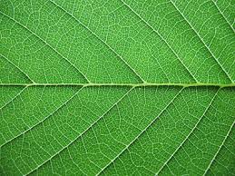 ✓ free for commercial use ✓ high quality images. 30 Free High Quality Leaf Textures For Your Designs Photo Texture Leaf Texture Plant Texture