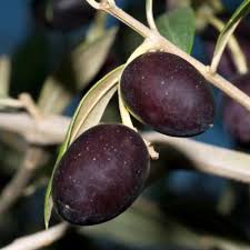 Image result for Olea woodiana