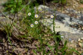 Image result for Erigeron steudelii