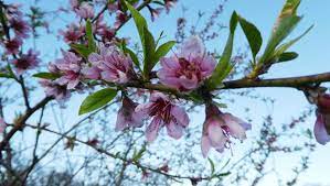 If you buy a peach tree at. How To Protect Blooming Fruit Trees As Hard Freeze Approaches