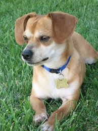 Black And Brown Rat Terrier Chihuahua Mix Toy Rat Doxie Hybrid Dogs Toy Ratshund Terrier Hybrid Dogs Dachshund Mix Dog Toys