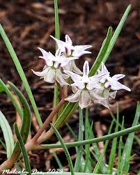 Image result for Xerophyta scabrida