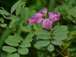 Image result for Tephrosia argyrolampra