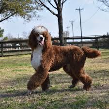 I wish i could groom him in 9:49 minutes. Standard Poodle Clips