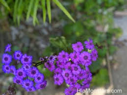 Image result for Cineraria mazoensis