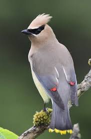 Ampelis Americano Cedar Waxwing Zedernseidenschwanz Jaseur D Amerique Kus Hayvanlar Hayvanlar Alemi