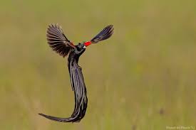 Baby Birds With Yellow Tail Feathers Long Tailed Widowbird Outdoorphoto Gallery Birds Flying Bird Long Tail