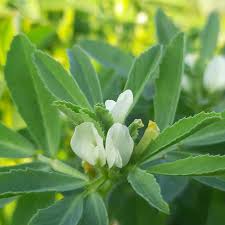 Image result for Trigonella