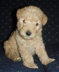Lakeland Terrrier Pup Lakeland Terrier Lakeland Terrier Puppies Baby Animals