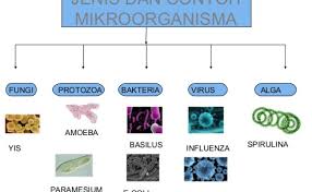Myguru merupakan portal pembelajaran yang dibina selaras dengan keperluan silibus pelajar tahun 1 hingga tingkatan 5. Sains Tahun 6 Kebaikan Dan Keburukan Mikroorganisma Dokterandalan