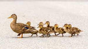 Mewarnai gambar angsa contoh gambar mewarnai mewarnai gambar angsa gambar mewarnai untuk anak paud tk dan sd tersedia berbagai macam stock photo gambar itik dan bebek sumber kreasisenifoto.blogspot.com. Ciri Ciri Bebek Dan Cara Membedakan Antara Yang Jantan Dan Betina Hot Liputan6 Com