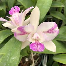 Image result for Eulophia calantha