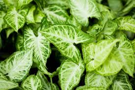 So we provide as many native trees, shrubs, perennials, grasses, ferns, and vines as we can. Caring For Arrowhead Plants