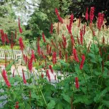 Image result for Persicaria glomerata