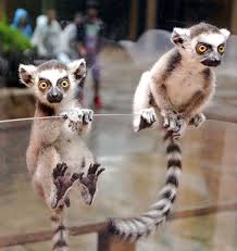 Ring Tailed Lemur Cute Animals Animals Beautiful Lemur