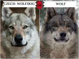 11 Dogs That Look Like Wolves Wolf Dog Baby Wolves Pet Wolf