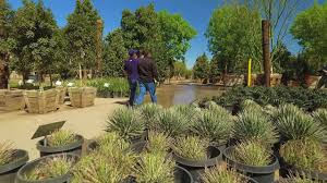 Open thursday ~ sunday 10am ~ 4pm. Moon Valley Nurseries Las Vegas Nevada Youtube