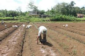 Cara menanam kacang tanah yang baik tidak lepas dari proses penyulaman. Bagaimana Budidaya Kacang Tanah Organik Ini Caranya