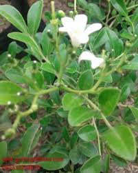 Maybe you would like to learn more about one of these? Jual Bunga Kemuning 082332224620 Gudang Bibitku
