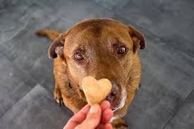My perfect pet low glycemic turkey grain free  m . The Best Dog Treats For Kidney Disease Low Protein Dog Treats